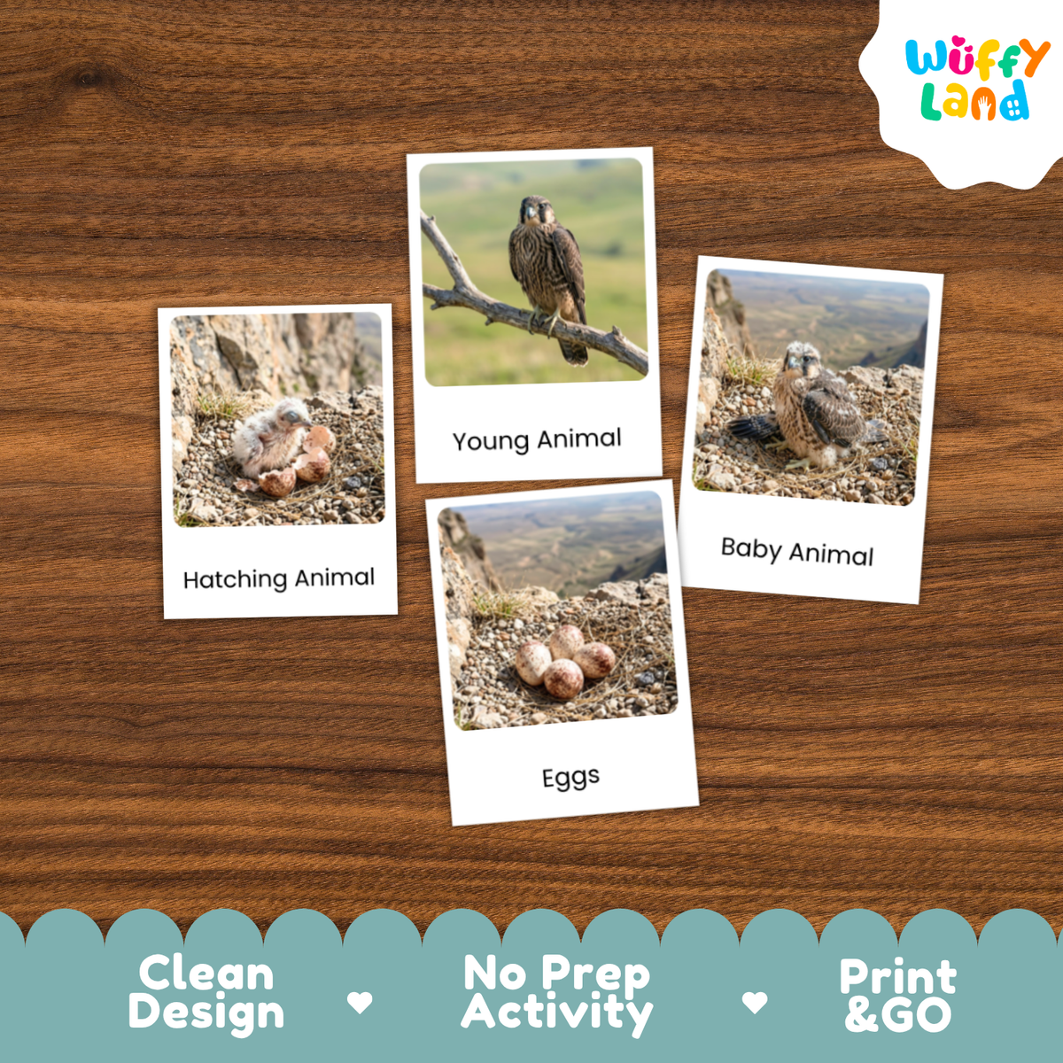 Three printed activity cards showing animal-related images are arranged on a wooden surface. The cards read 'Hatching Animal,' 'Young Animal,' 'Baby Animal,' and 'Eggs.