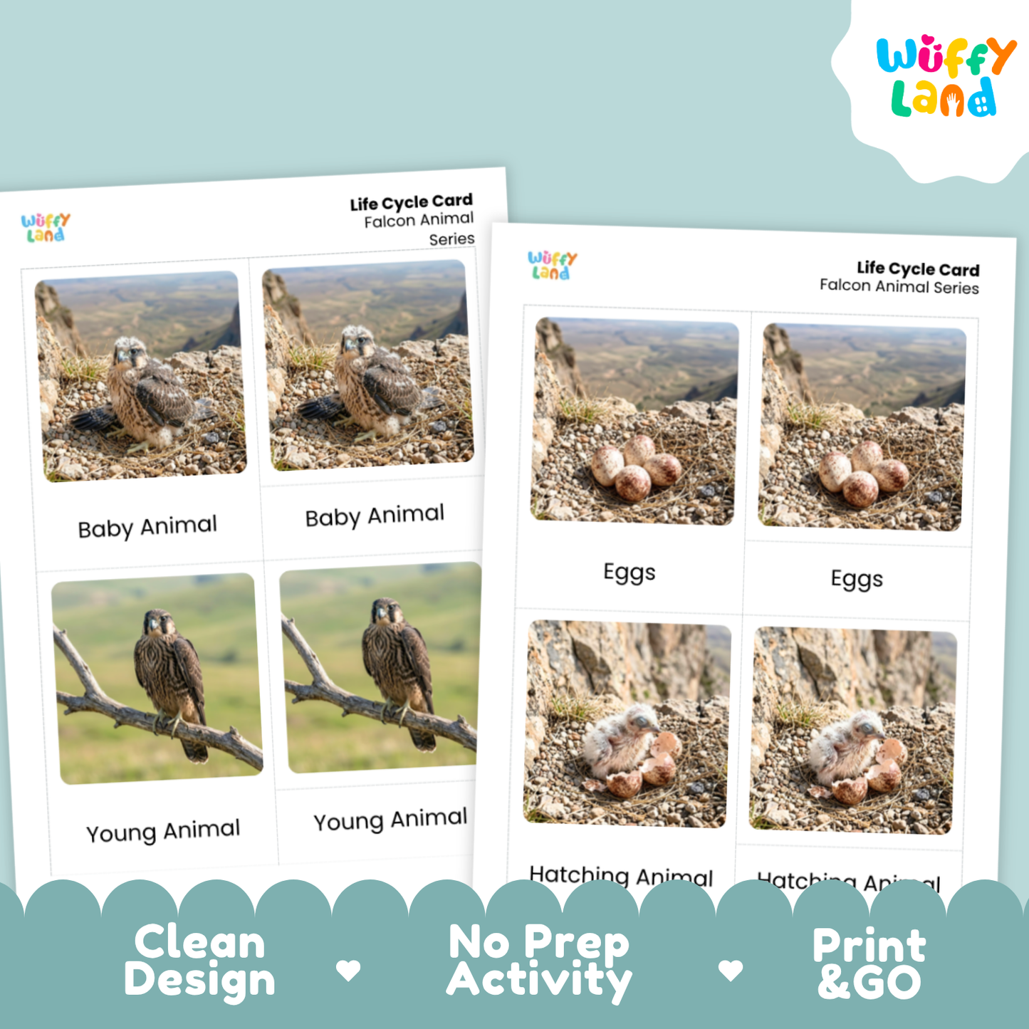 Two printed educational activity cards titled 'Life Cycle Card Falcon Animal Series' from Wüffy Land, showing labeled photos of a falcon at baby, young, and hatching stages, plus eggs. The cards are displayed on a light blue background with promotional text at the bottom: 'Clean Design', 'No Prep Activity', and 'Print & GO'.
