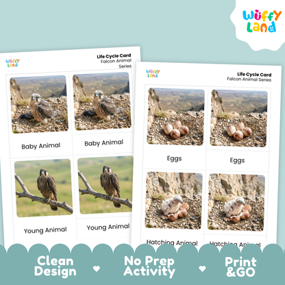 Two printed educational activity cards titled 'Life Cycle Card Falcon Animal Series' from Wüffy Land, showing labeled photos of a falcon at baby, young, and hatching stages, plus eggs. The cards are displayed on a light blue background with promotional text at the bottom: 'Clean Design', 'No Prep Activity', and 'Print & GO'.