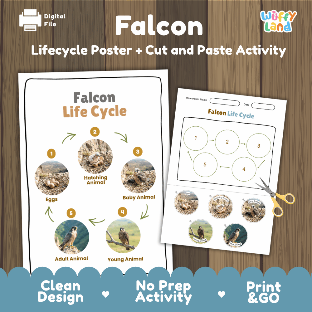 Falcon Life Cycle Poster and Cut and Paste Worksheet Activity