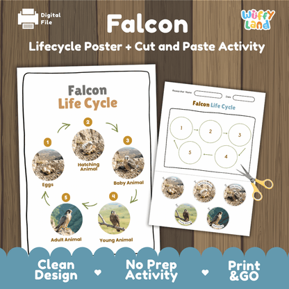 Falcon Life Cycle Poster and Cut and Paste Worksheet Activity
