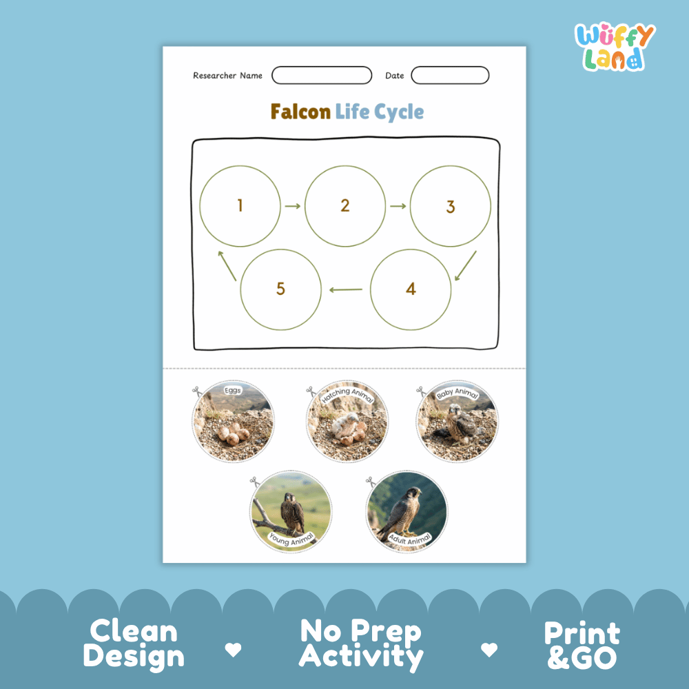 Falcon Life Cycle Poster and Cut and Paste Worksheet Activity
