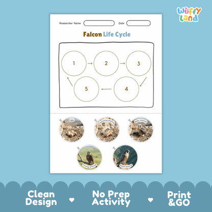Falcon Life Cycle Poster and Cut and Paste Worksheet Activity