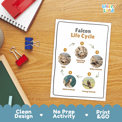 Falcon Life Cycle Poster and Cut and Paste Worksheet Activity