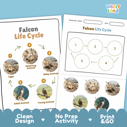 Falcon Life Cycle Poster and Cut and Paste Worksheet Activity