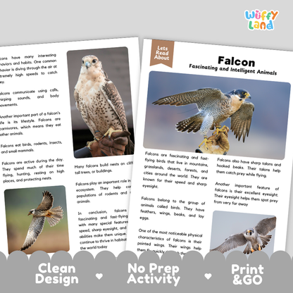 Falcon Reading Passage and Comprehension Questions with Answer Key