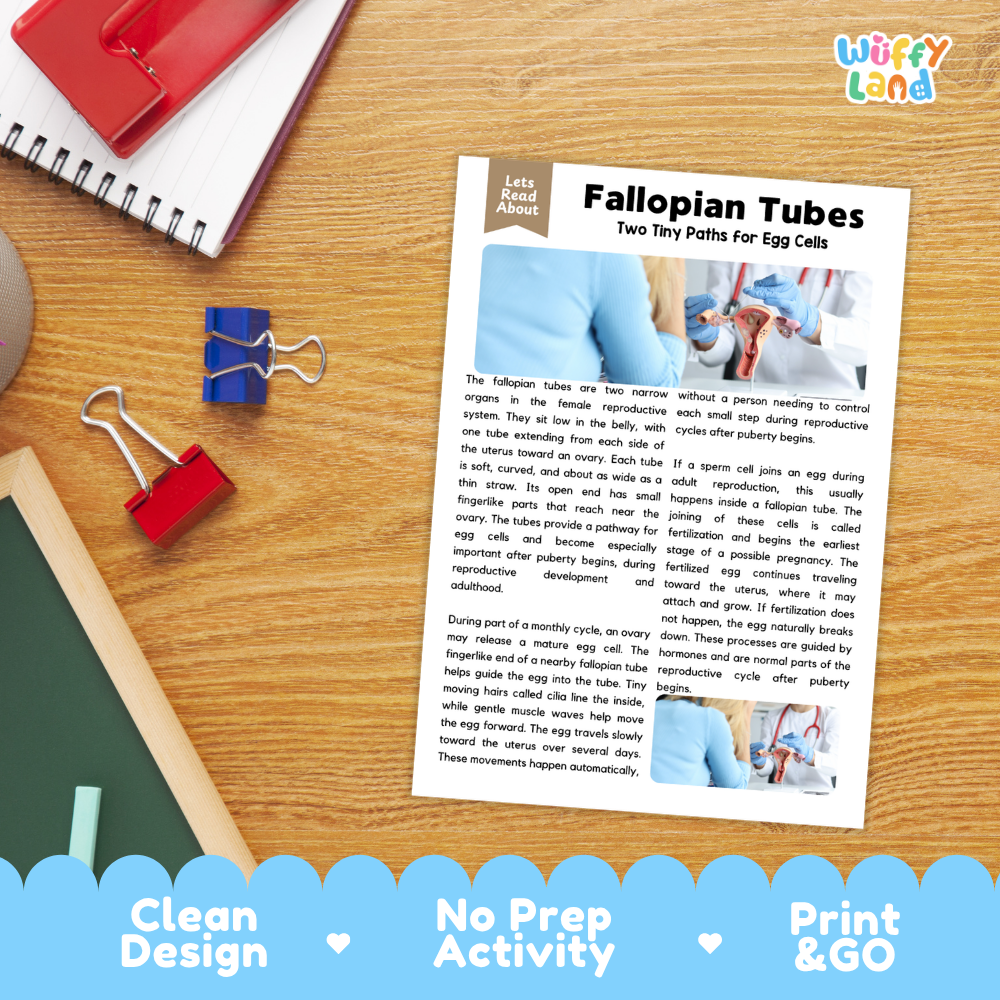 Student reading comprehension worksheet with short-answer questions and lined sections about the human fallopian tubes