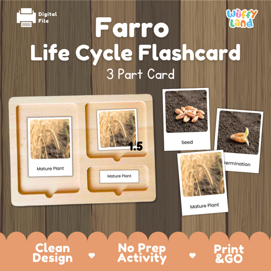 Farro Life Cycle Flashcard 3 Part Card Science Printable Activity