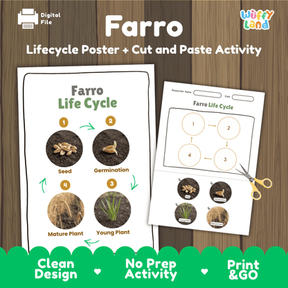 Farro Life Cycle Poster and Cut and Paste Worksheet Activity