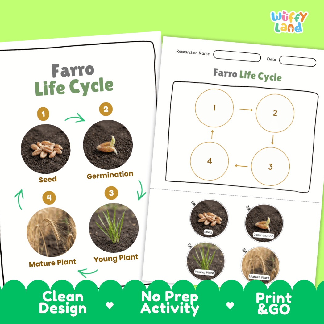 Farro Life Cycle Poster and Cut and Paste Worksheet Activity