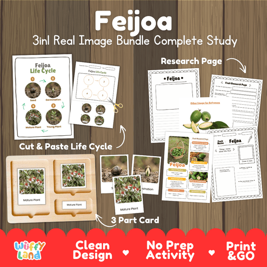 Feijoa life cycle 3in1 real image bundle complete study overview featuring cut and paste worksheets, Montessori 3-part cards, and research pages from Wuffy Land 🍈🌱