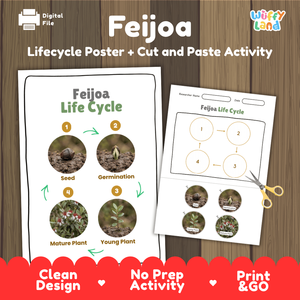 Feijoa pineapple guava plant life cycle educational poster and cut and paste printable sequencing activity featuring real photos for elementary science