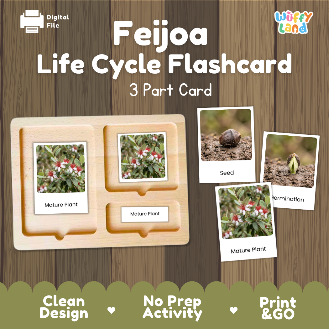 Feijoa Life Cycle Flashcard 3 Part Card Montessori Printable Activity