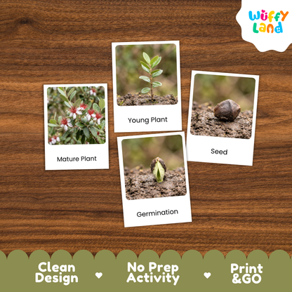 Feijoa Life Cycle Flashcard 3 Part Card Montessori Printable Activity