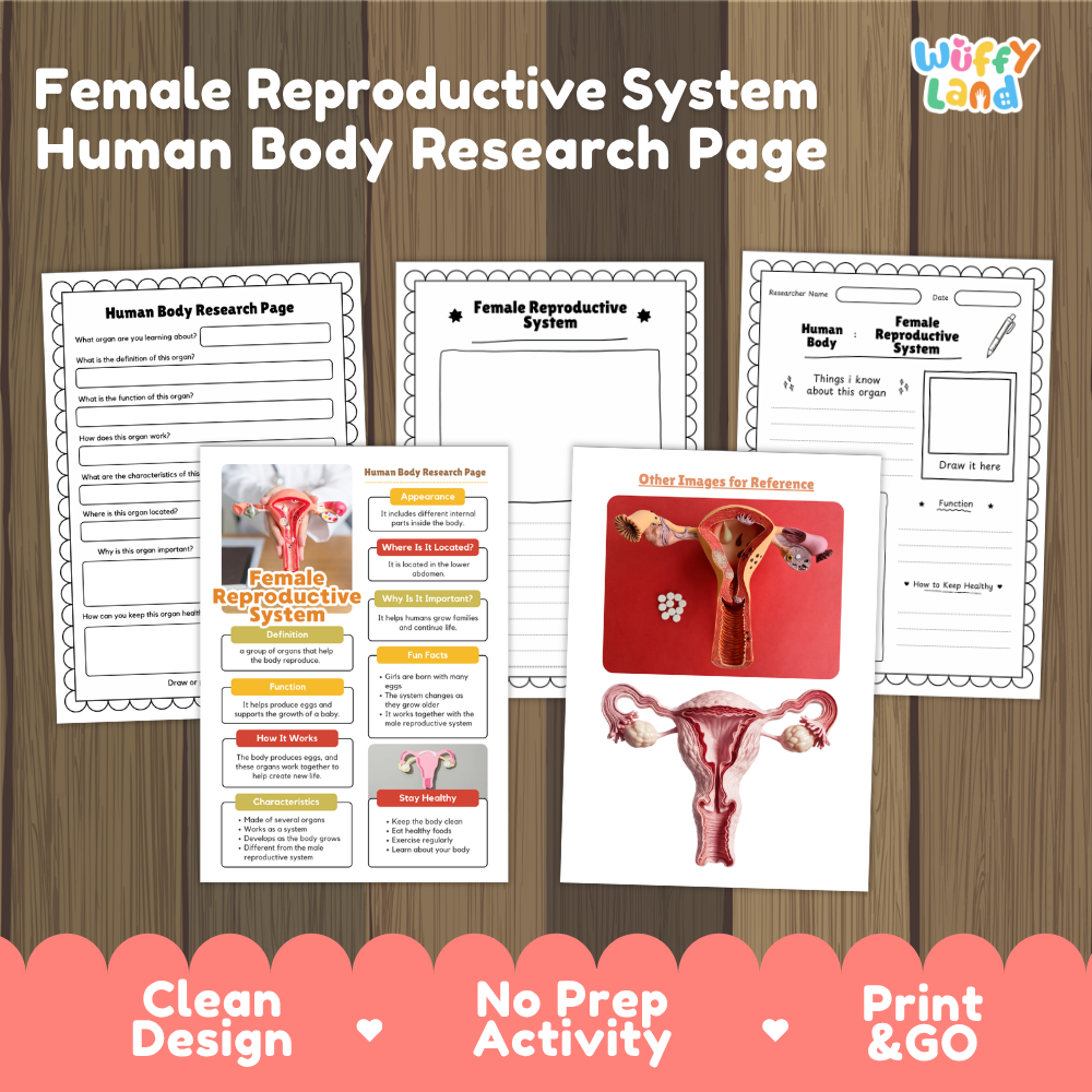 Female reproductive system human body research page cover showing printable research worksheets, information cards, and reference sheets