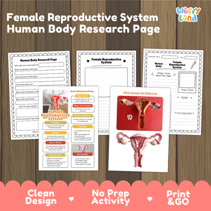 Female reproductive system human body research page cover showing printable research worksheets, information cards, and reference sheets