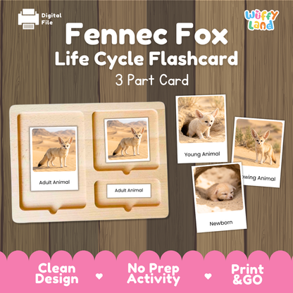 Fennec Fox Life Cycle Flashcard 3 Part Cards Science Activity Printable
