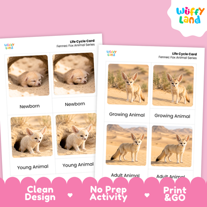 Fennec Fox Life Cycle Flashcard 3 Part Cards Science Activity Printable