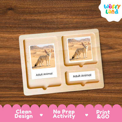 Fennec Fox Life Cycle Flashcard 3 Part Cards Science Activity Printable