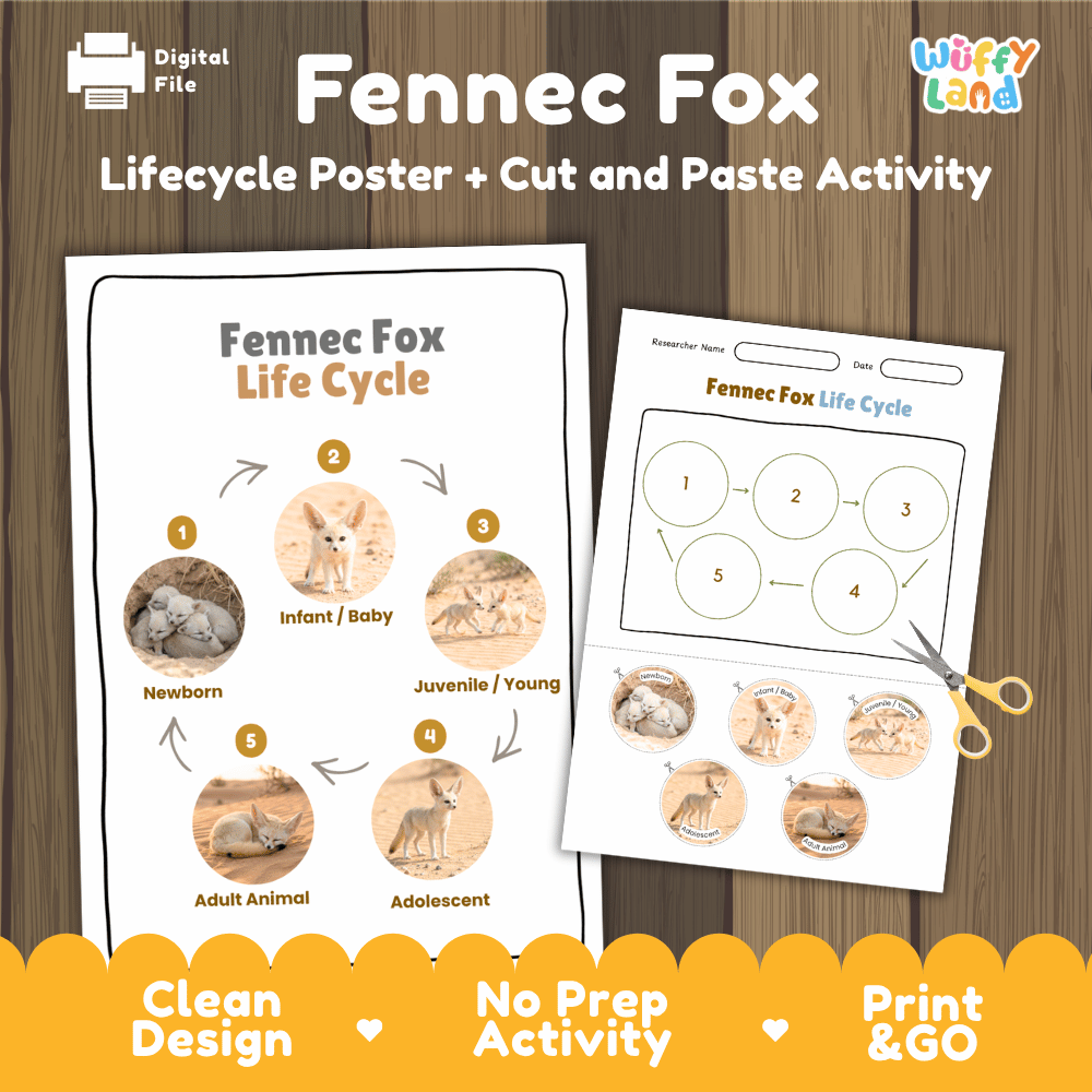 Fennec Fox Life Cycle Poster and Cut and Paste Worksheet Activity