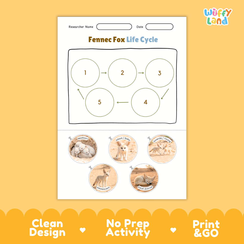 Fennec Fox Life Cycle Poster and Cut and Paste Worksheet Activity