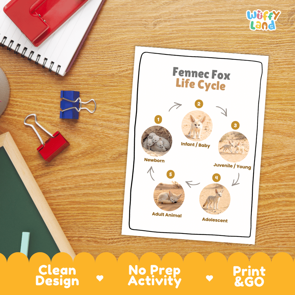 Fennec Fox Life Cycle Poster and Cut and Paste Worksheet Activity