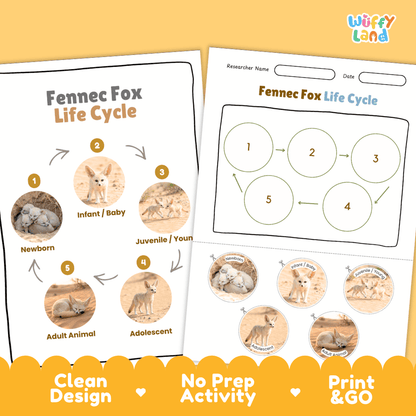 Fennec Fox Life Cycle Poster and Cut and Paste Worksheet Activity
