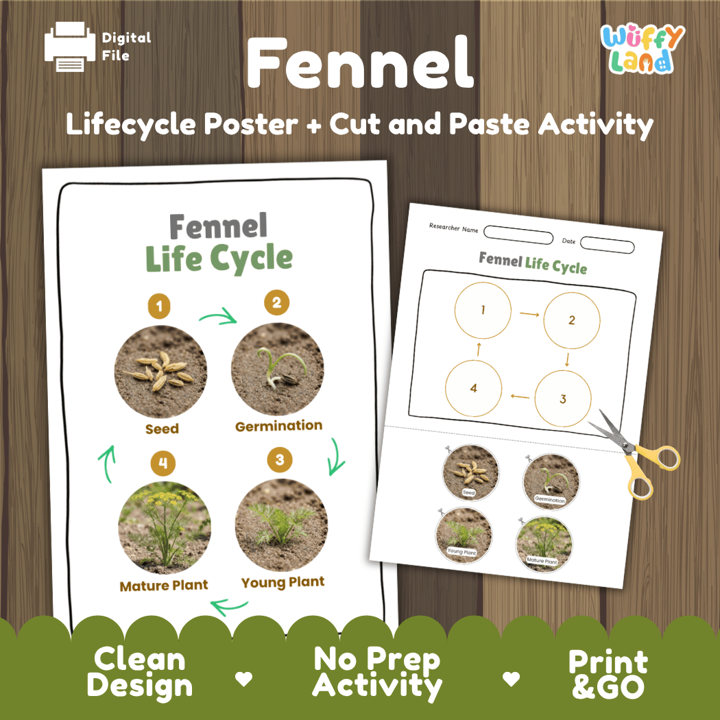 Fennel plant life cycle educational printable pack cover showing visual reference poster and cut and paste sequencing worksheet with real photography
