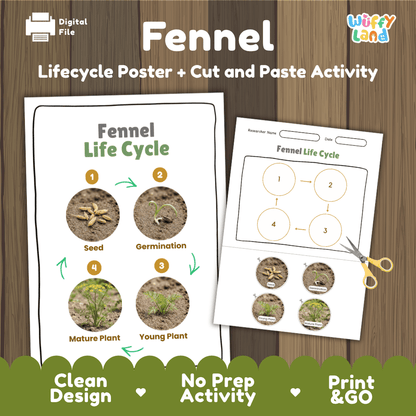Fennel plant life cycle educational printable pack cover showing visual reference poster and cut and paste sequencing worksheet with real photography