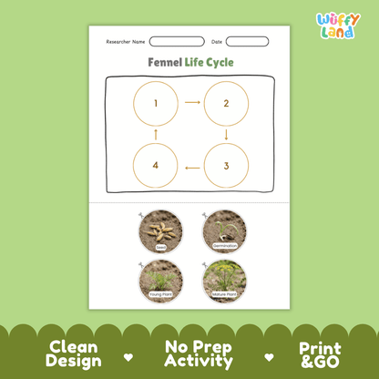 Educational reference poster showing four realistic photo stages of a fennel life cycle including seed, germination, young plant, and mature plant