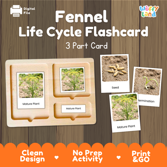 Digital preview of a 'Fennel Life Cycle Cycle Flashcard' set by Wiffy Land, showing a wooden 3-part card tray with photos of fennel seed, germination, and mature plant stages, on a wood-grain background with promotional text.