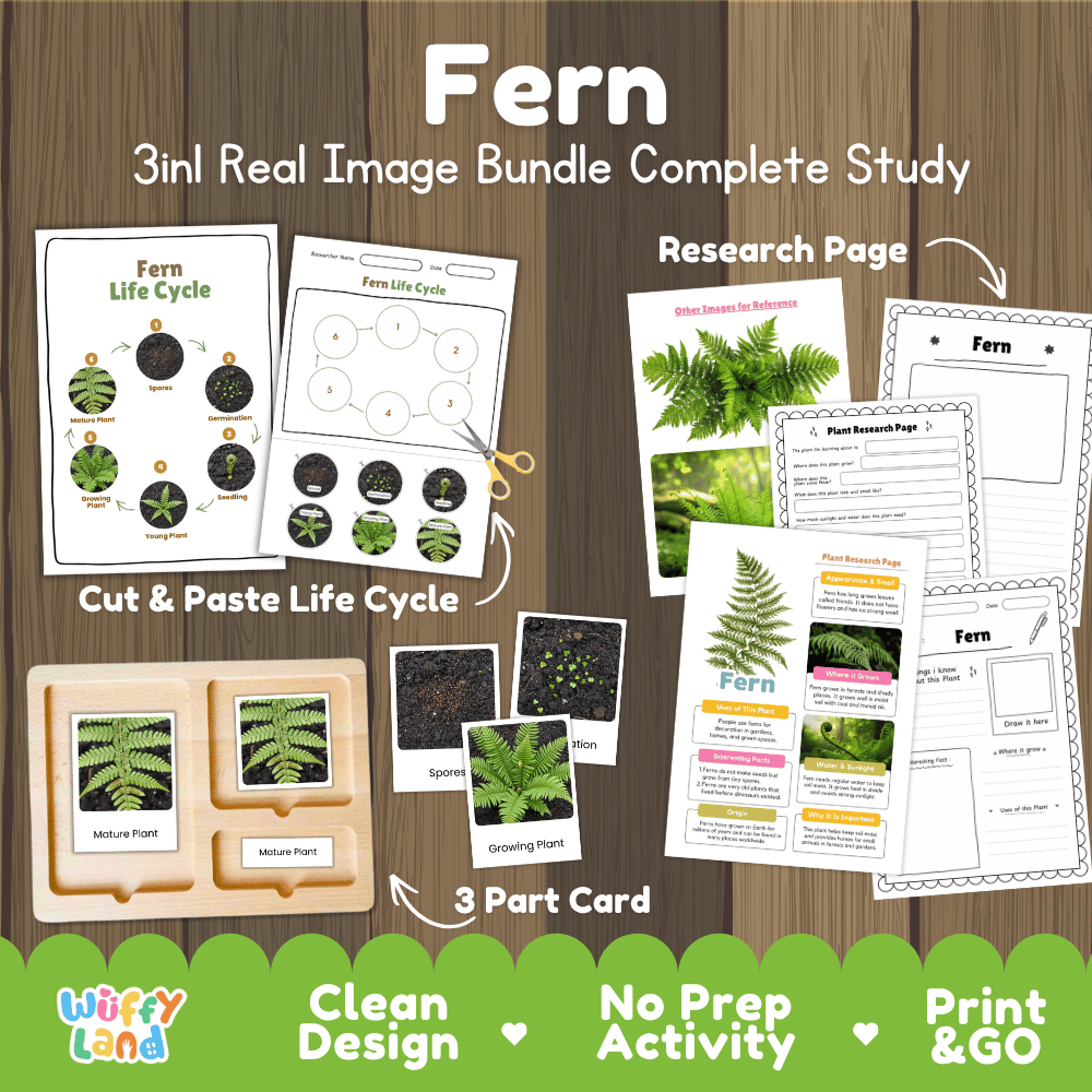 Fern plant 3in1 real image bundle complete study printable featuring life cycle cut and paste worksheets, Montessori 3-part cards, and research pages