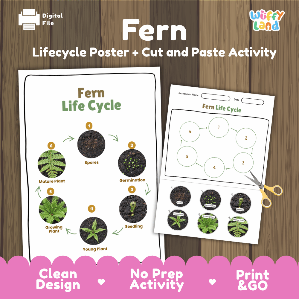 Fern Lifecycle Poster and Cut and Paste Activity Worksheets | Plant Science Printables