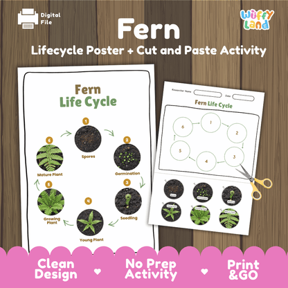 Fern Lifecycle Poster and Cut and Paste Activity Worksheets | Plant Science Printables