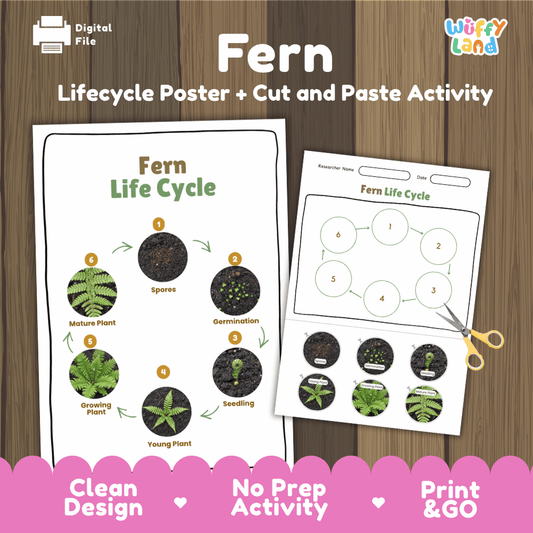 Educational fern plant life cycle cut and paste sequencing worksheet with real photos showing spores, germination, seedling, young plant, growing plant, and mature plant