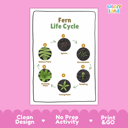 Fern Lifecycle Poster and Cut and Paste Activity Worksheets | Plant Science Printables