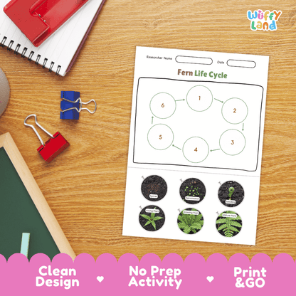 Fern Lifecycle Poster and Cut and Paste Activity Worksheets | Plant Science Printables