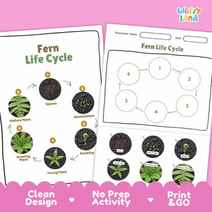 Fern Lifecycle Poster and Cut and Paste Activity Worksheets | Plant Science Printables