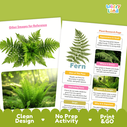 Fern Plant Research Page Worksheets and Information Poster