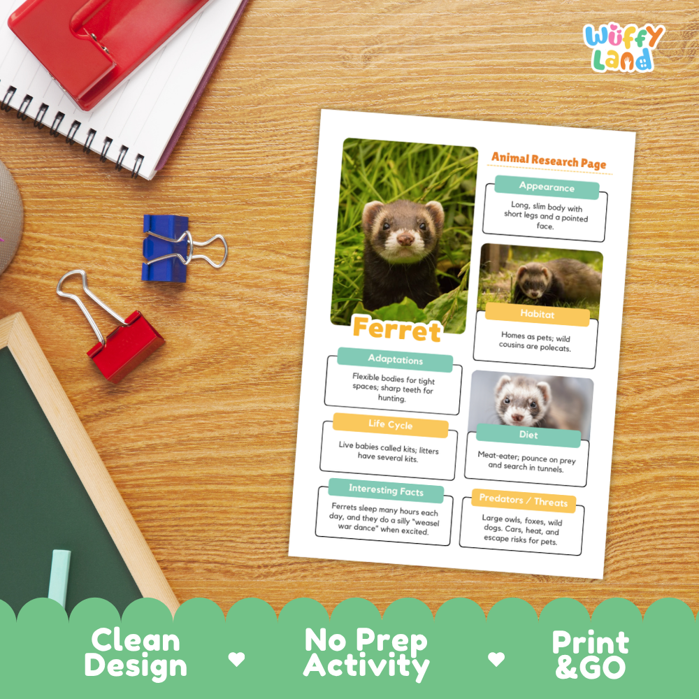 A printed educational activity sheet titled 'Animal Research Page' about ferrets, laid flat on a wooden desk with school supplies around it. The sheet includes a large ferret photo, text sections, and small animal photos.