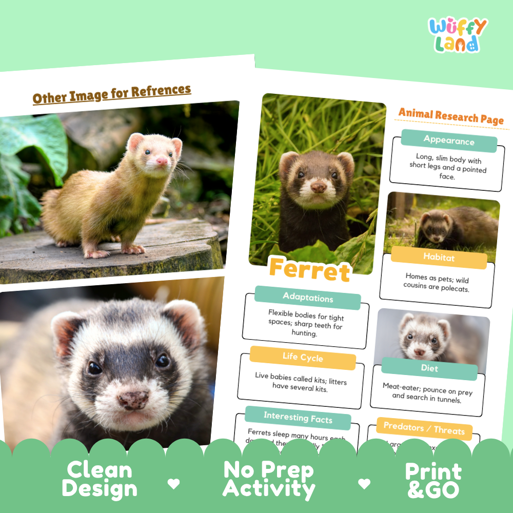 A printed activity sheet or booklet page about ferrets, shown on a mint green background with decorative text banners. The page includes a ferret photo, labeled sections such as Appearance, Habits, Diet, Life Cycle, and Interesting Facts, and a header logo reading Wiffle Land.