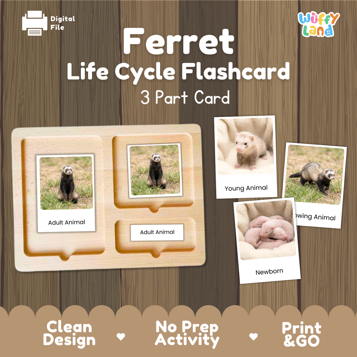 Digital product preview of a 'Ferret Life Cycle Flashcard' set by Wiffy Land, showing a wooden 3-part card tray with labeled sections for Adult Animal, Young Animal, and Newborn Animal, alongside sample animal photos on a wood-textured background.