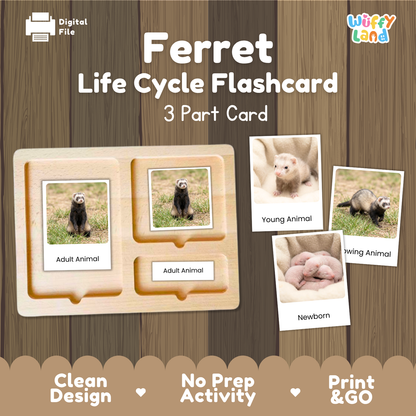 Digital product preview of a 'Ferret Life Cycle Flashcard' set by Wiffy Land, showing a wooden 3-part card tray with labeled sections for Adult Animal, Young Animal, and Newborn Animal, alongside sample animal photos on a wood-textured background.