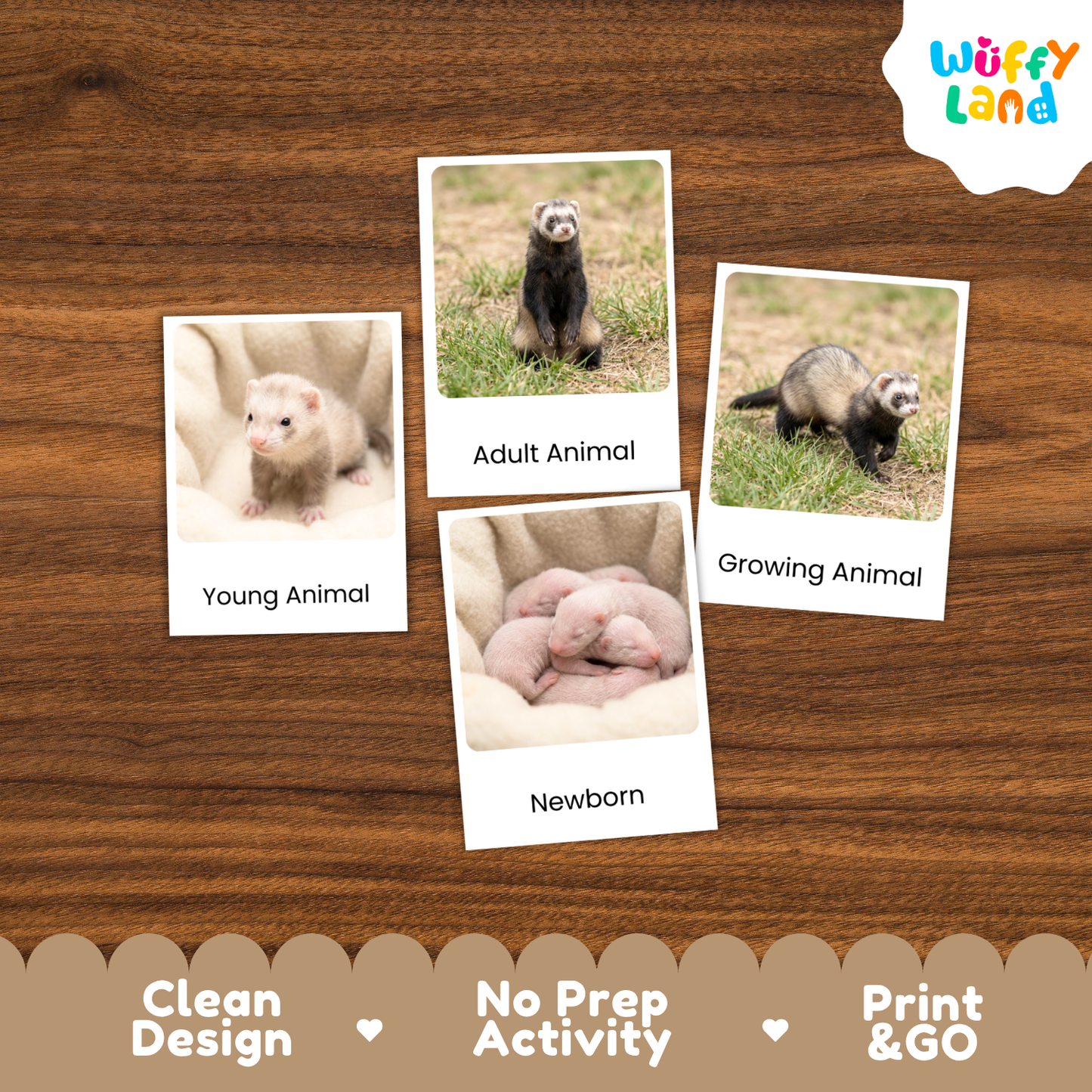 Four educational animal comparison cards showing ferrets at different stages (Young Animal, Adult Animal, Growing Animal, and Newborn) arranged on a brown wood-grain background. The brand logo 'Wuffy Land' is visible in the top right corner.
