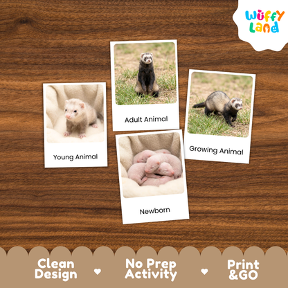Four educational animal comparison cards showing ferrets at different stages (Young Animal, Adult Animal, Growing Animal, and Newborn) arranged on a brown wood-grain background. The brand logo 'Wuffy Land' is visible in the top right corner.