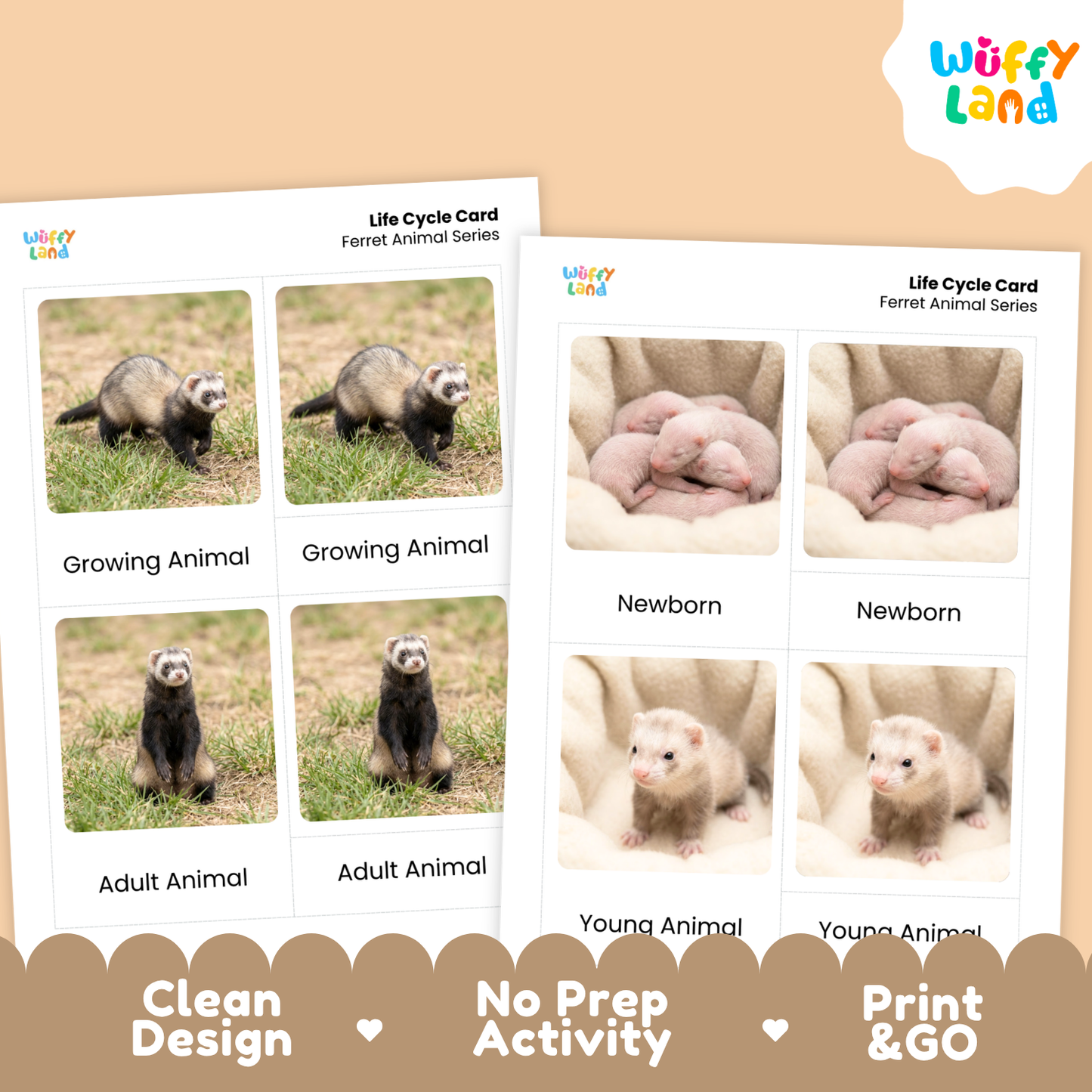 Two printed ferret life cycle cards shown on a peach background, with the Wuffly Land logo in the top right and a brown banner at the bottom reading Clean Design, No Prep Activity, and Print & GO.
