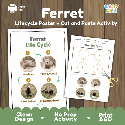 Ferret Life Cycle Poster and Cut and Paste Activity Worksheets