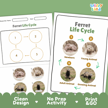 Ferret Life Cycle Poster and Cut and Paste Activity Worksheets