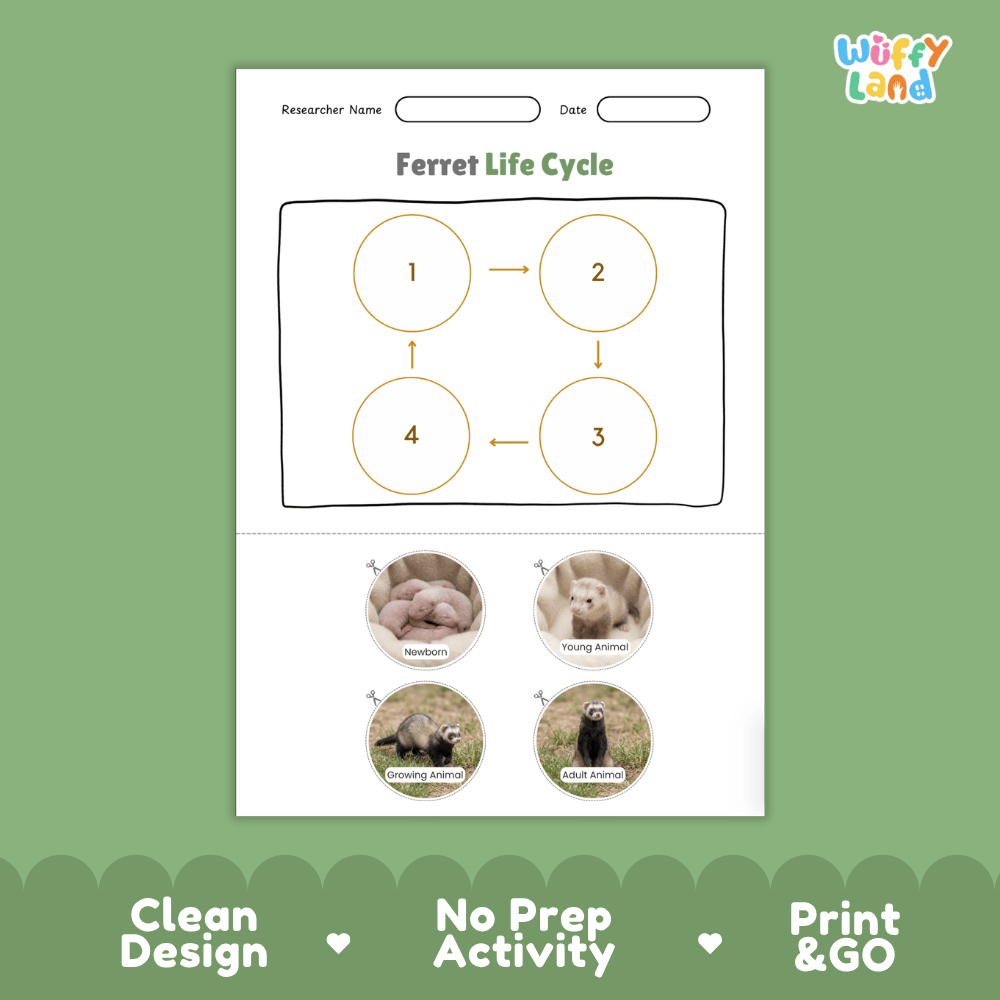 Ferret Life Cycle Poster and Cut and Paste Activity Worksheets