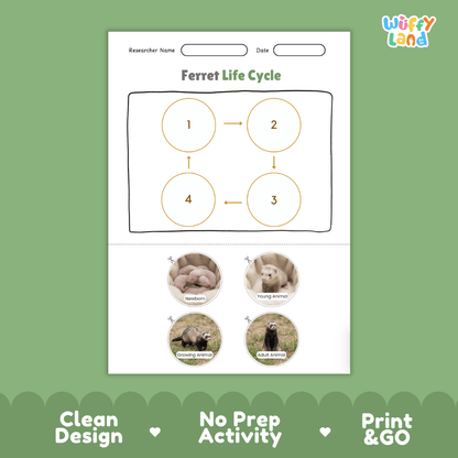 Ferret Life Cycle Poster and Cut and Paste Activity Worksheets